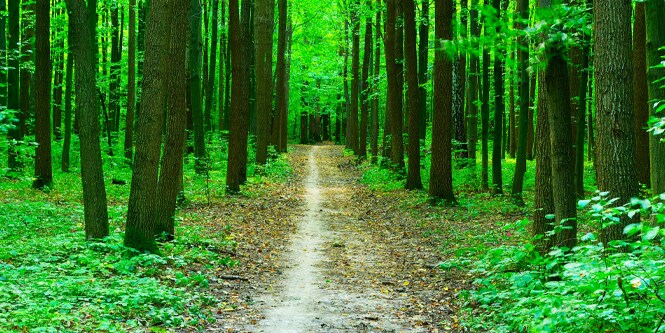 A wooded forest with a pathway going down the middle.
